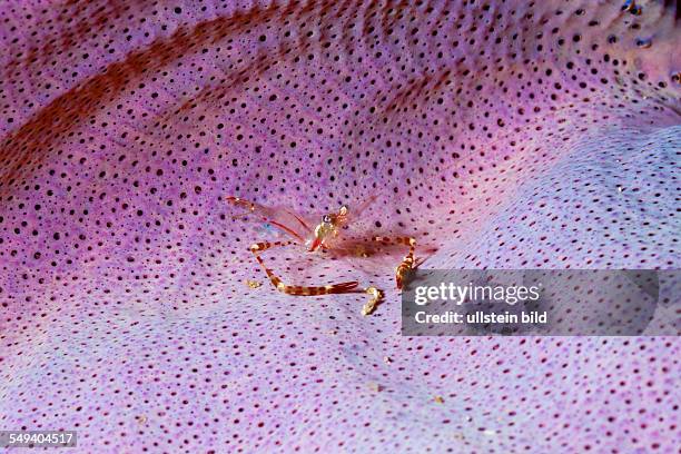 Commensal Shrimp in Sponge, Periclimenes cf. Tenuipes, Raja Ampat, West Papua, Indonesia