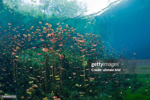 Water Lilies in Car Wash Cenote Aktun Ha, Tulum, Yucatan Peninsula, Mexico