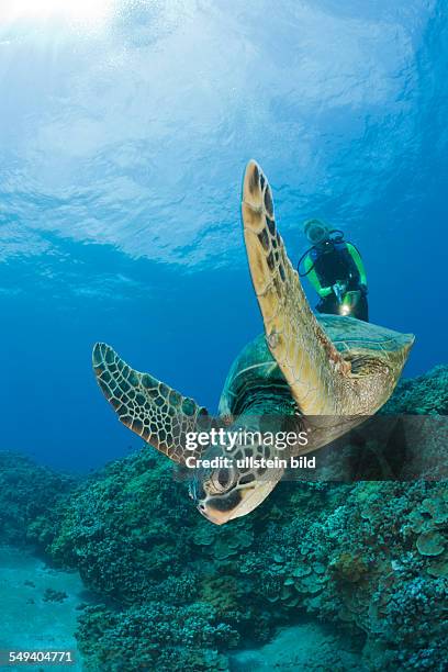 Green Turtle and Diver, Chelonia mydas, Maui, Hawaii, USA