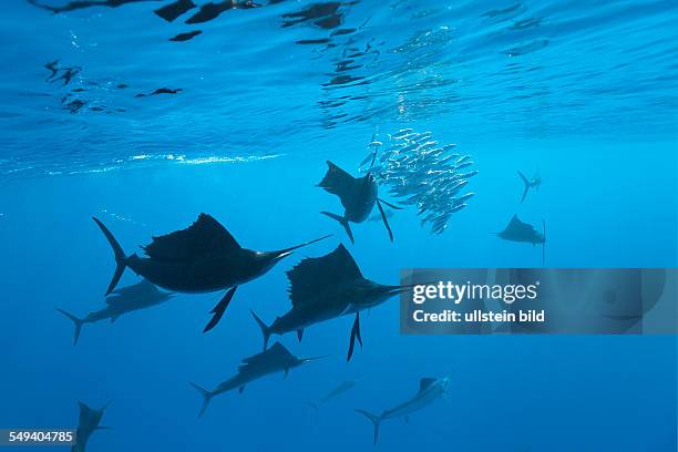 Atlantic Sailfish, Istiophorus albicans, Isla Mujeres, Yucatan Peninsula, Caribbean Sea, Mexico