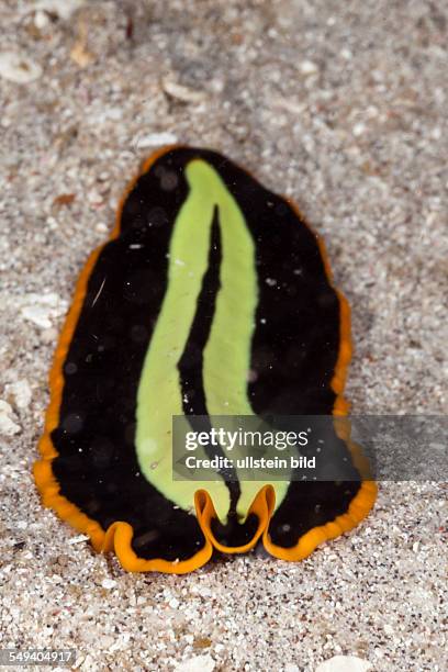 Yellow-black Flatworm, Pseudoceros dimidiatus, Raja Ampat, West Papua, Indonesia