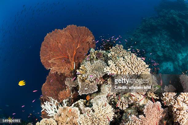 Coral Reef, Wakaya, Lomaiviti, Fiji
