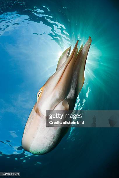 Broadclub Cuttlefish, Sepia latimanus, Alam Batu, Bali, Indonesia