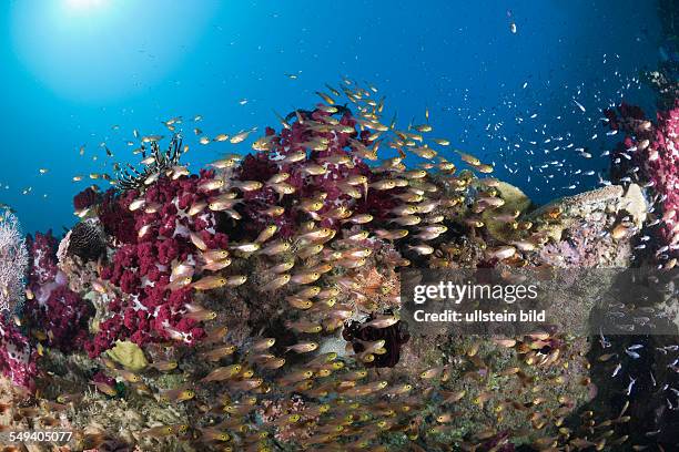 Pygmy Sweeper in Coral Reef, Parapriacanthus ransonneti, Raja Ampat, West Papua, Indonesia