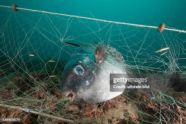 Sunfish trapped in lost Fishing Net, Mola mola, Cap de Creus, Costa Brava, Spain