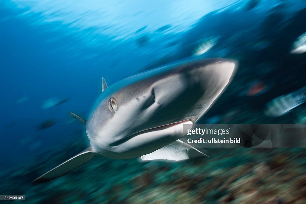 Grey Reef Shark, Carcharhinus amblyrhynchos, Beqa Lagoon, Viti Levu, Fiji