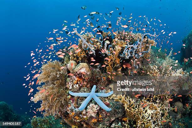 Colorful Coral Reef, Alam Batu, Bali, Indonesia