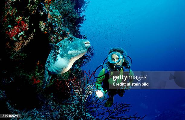 Starry puffer and scuba diver, Arothron caeruleopunctatus, Australia, Pacific Ocean, Great Barrier Reef