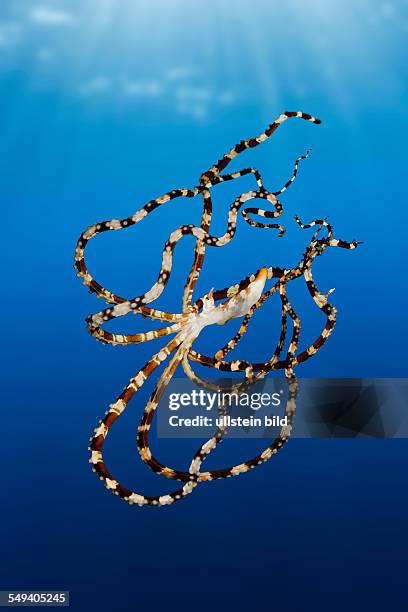 Wonderpus Octopus, Wunderpus photogenicus, Lembeh Strait, North Sulawesi, Indonesia