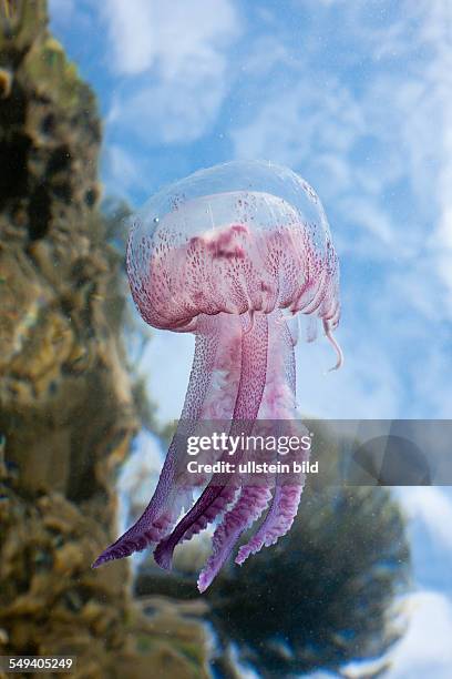 Mauve Stinger Jellyfish, Pelagia noctiluca, Cap de Creus, Costa Brava, Spain