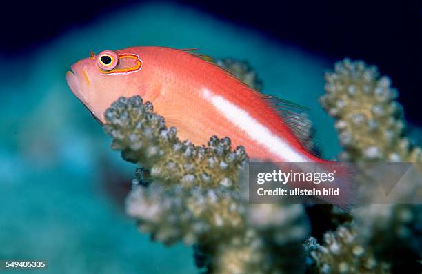 Arc-eye hawkfish, Paracirrhites arcatus, Thailand, Indian Ocean, Phuket, Similan Islands