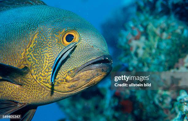 Cleaner wrasse cleaning Black and white snapper, Labroides dimidiatus, Macolor macularis, Maldives Island, Indian Ocean, Ari Atol