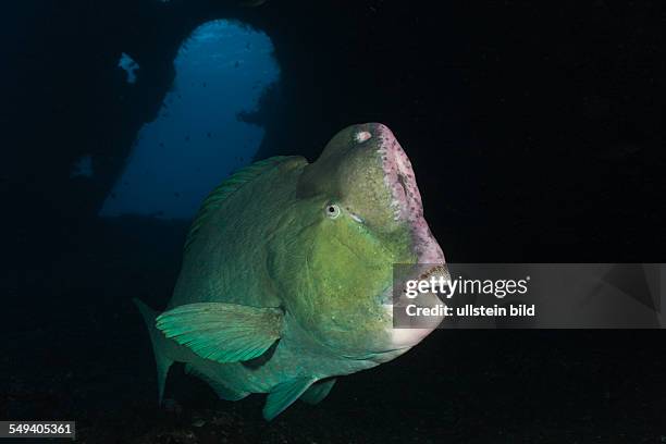 Bumphead Parrotfish at Liberty Wreck, Bolbometopon muricatum, Tulamben, Bali, Indonesia