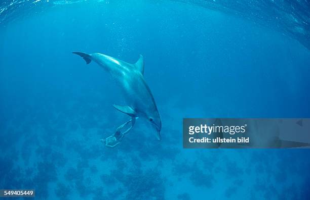 Bottlenose dolphin, Tursiops truncatus, Egypt, Red Sea, Safaga