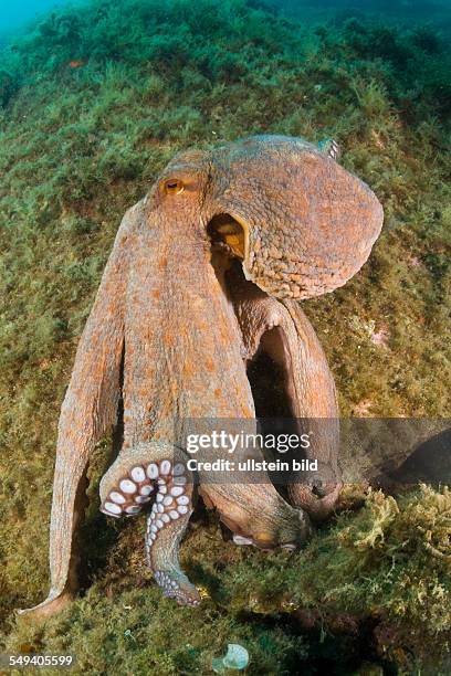 Common Octopus over Reef, Octopus vulgaris, Cap de Creus, Costa Brava, Spain