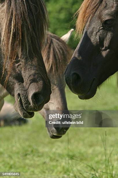 The Dülmen is the only native pony breed in Germany.