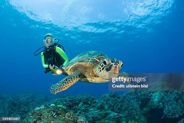 Green Turtle and Diver, Chelonia mydas, Maui, Hawaii, USA