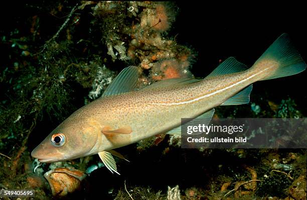 Cod, Gadus morhua, Germany, North Sea