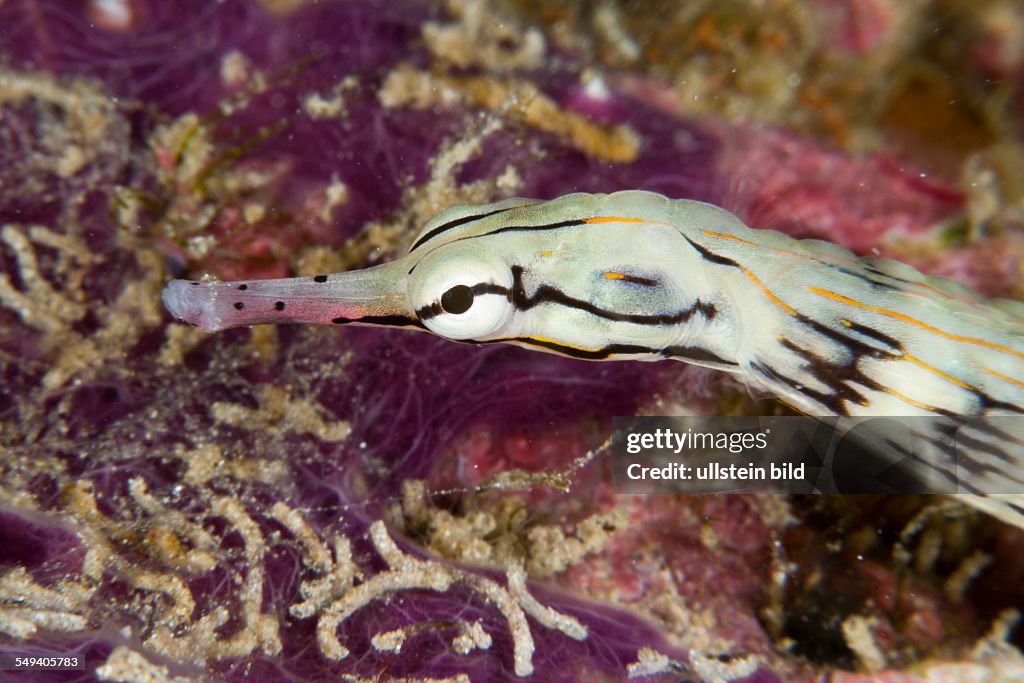 Brown-banded Pipefish, Corythoichthys haematopterus, Raja Ampat, West Papua, Indonesia