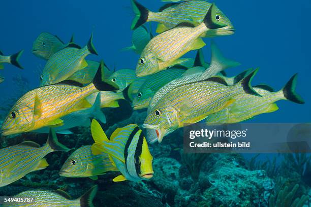 Bluestriped Grunt and Porkfish, Haemulon sciurus, Anisotremus virginicus, Cozumel, Caribbean Sea, Mexico