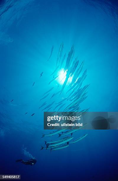 Blackfin barracuda and scuba diver, Sphyraena qenie, Micronesia, Pacific ocean