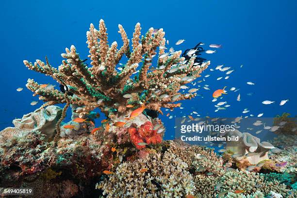 Coral Reef, Gau, Lomaiviti, Fiji