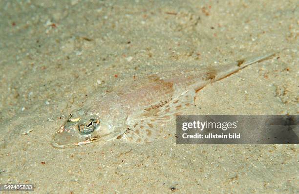 Longsnout flathead, crocodilefish, Thysanophrys chiltonae, Thailand, Indian Ocean, Phuket, Similan Islands, Andaman Sea