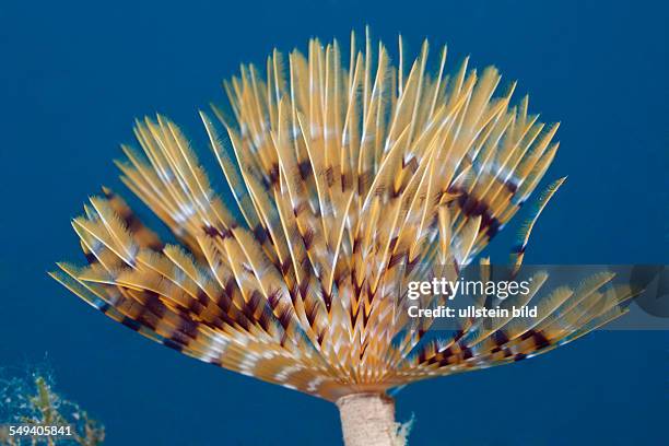 Tentacle of Spiral Tube Worm, Spirographis spallanzani, Cap de Creus, Costa Brava, Spain