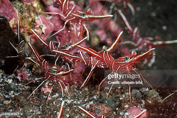 Durban Dancing Shrimps, Rhynchocinetes durbanensis, Alam Batu, Bali, Indonesia