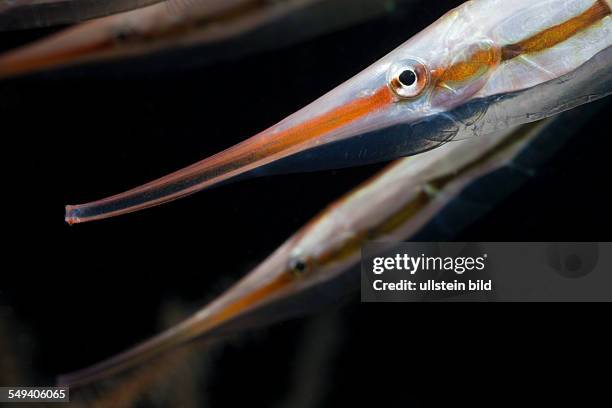 Head of Razorfish, Aeoliscus strigatus, Alam Batu, Bali, Indonesia