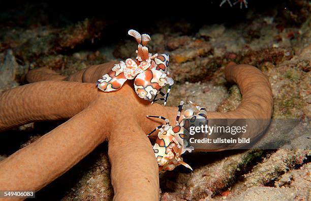 Two Harlequin shrimps feeding a starfish, Hymenoceara elegans, Maldives Island, Indian Ocean, Ari Atol