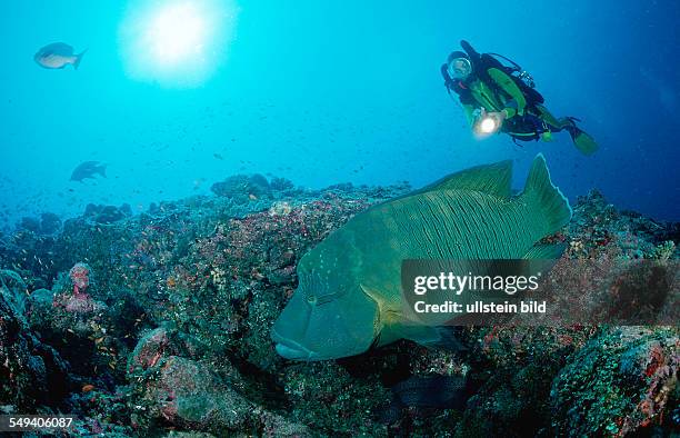 Humpback wrasse and scuba diver, Cheilinus undulatus, Maldives Island, Indian Ocean, Ari Atol