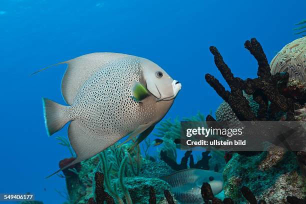 Gray Angelfish, Pomacanthus arcuatus, Cozumel, Caribbean Sea, Mexico