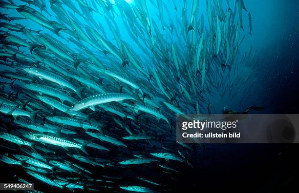 Blackfin barracuda and scuba diver, Sphyraena qenie, Malaysia, Borneo, Sipadan, Pacific ocean, Celebes Sea