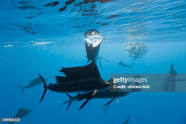 Atlantic Sailfish and Photographers, Istiophorus albicans, Isla Mujeres, Yucatan Peninsula, Caribbean Sea, Mexico