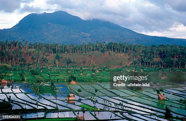 Rice field, aerial view, Indonesia, Indian Ocean, Bali