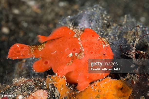 Painted Frogfish luring 3, Antennarius pictus, Lembeh Strait, North Sulawesi, Indonesia