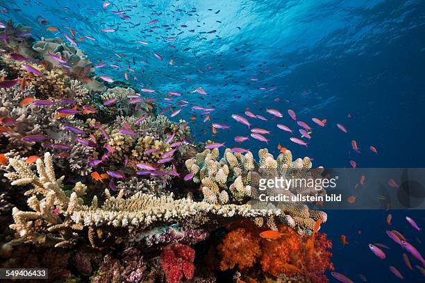 Slender Basslets in Coral Reef, Luzonichthys whitleyi, Makogai, Lomaviti, Fiji