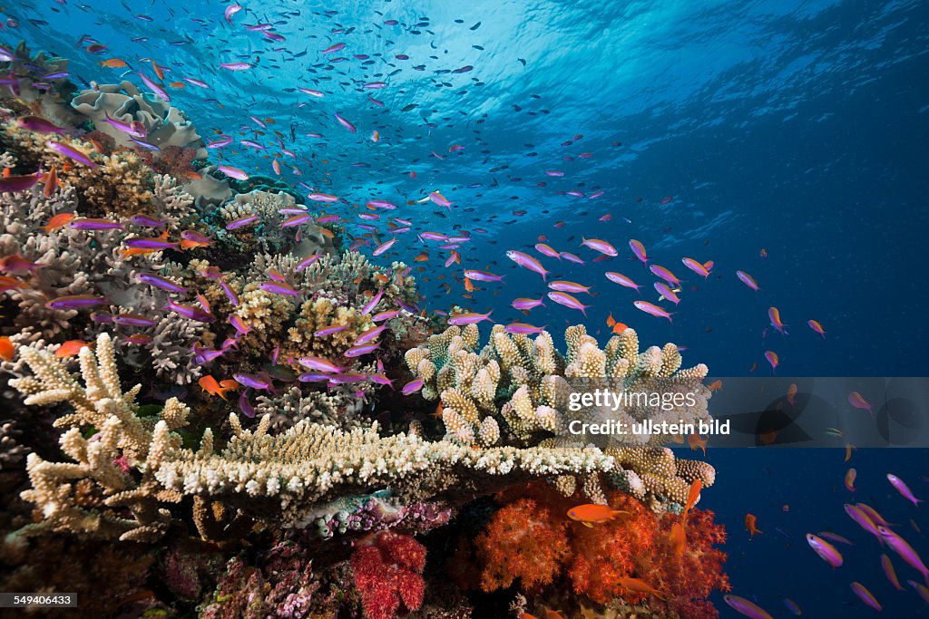Slender Basslets in Coral Reef, Luzonichthys whitleyi, Makogai, Lomaviti, Fiji