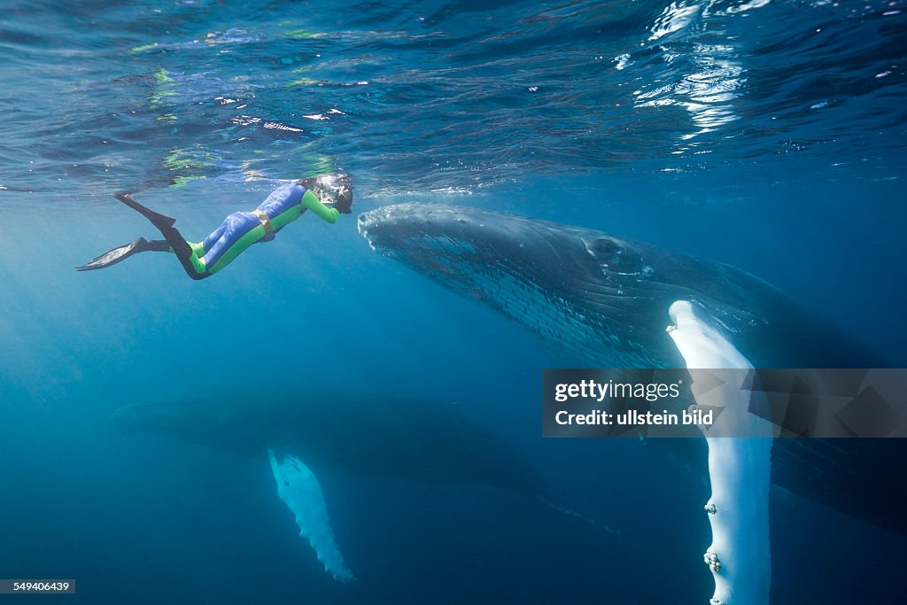 Snorkeler and Humpback Whale, Megaptera novaeangliae, Silver Bank, Atlantic Ocean, Dominican Republic