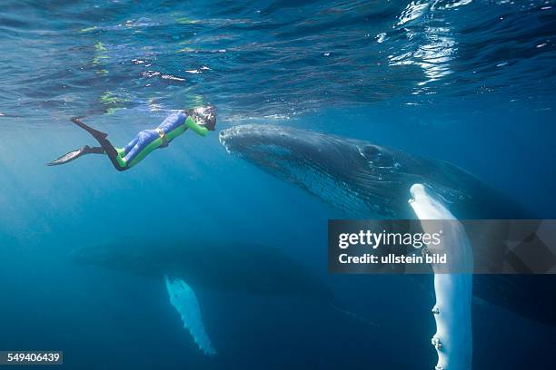 Snorkeler and Humpback Whale, Megaptera novaeangliae, Silver Bank, Atlantic Ocean, Dominican Republic