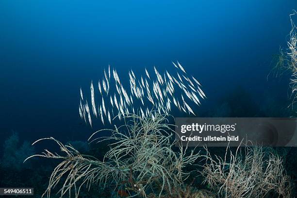 Shoal of Razorfish, Centriscus scutatus, Raja Ampat, West Papua, Indonesia