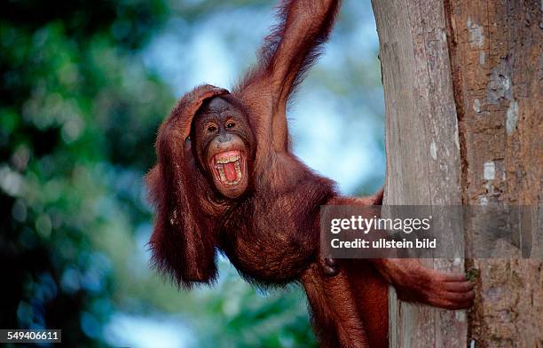 Orang-Utan, Pongo pygmaeus, Malaysia, Borneo, Sabah, Sepilok