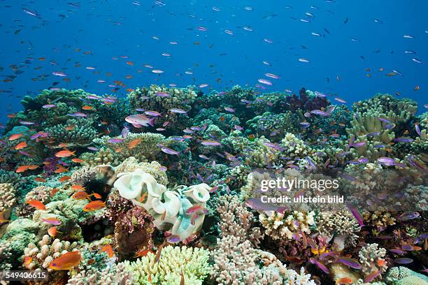 Anthias over Coral Reef, Luzonichthys whitleyi, Pseudanthias squamipinnis, Namena Marine Reserve, Fiji