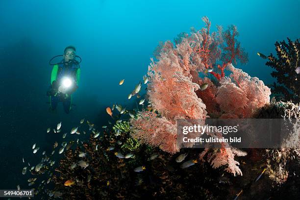 Scuba Diver and Sea Fan, Melithaea sp., Raja Ampat, West Papua, Indonesia