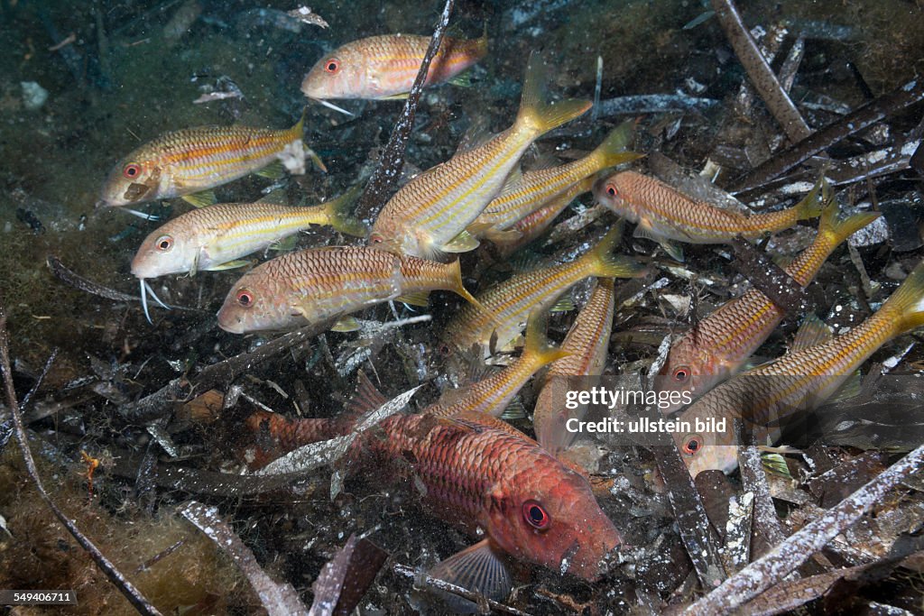 Red Mullets searching for Prey in SeaWeed, Mullus surmuletus, Tamariu, Costa Brava, Mediterranean Sea, Spain