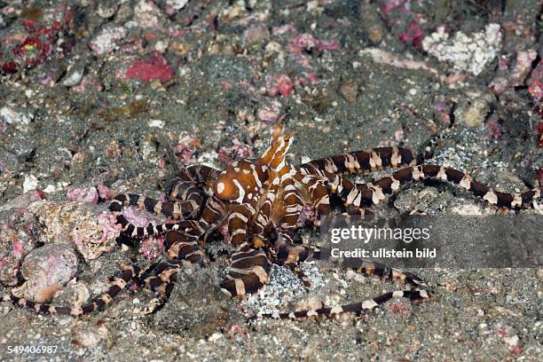 Wonderpus Octopus, Wunderpus photogenicus, Lembeh Strait, North Sulawesi, Indonesia