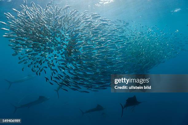 Atlantic Sailfish hunting Sardines, Istiophorus albicans, Isla Mujeres, Yucatan Peninsula, Caribbean Sea, Mexico