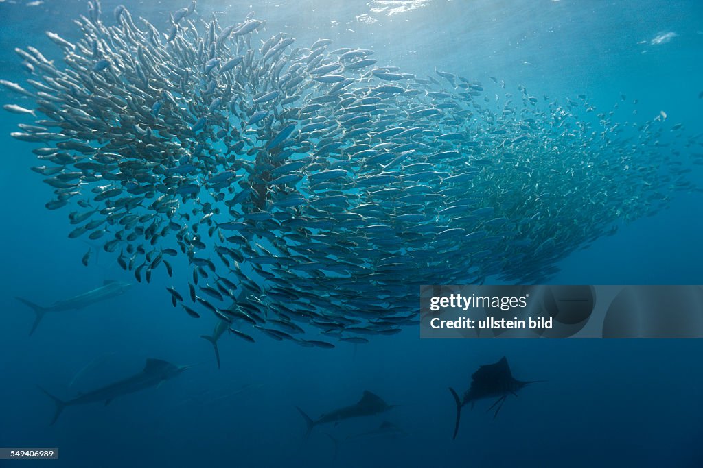 Atlantic Sailfish hunting Sardines, Istiophorus albicans, Isla Mujeres, Yucatan Peninsula, Caribbean Sea, Mexico