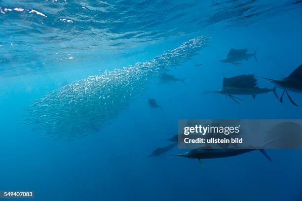 Atlantic Sailfish hunting Sardines, Istiophorus albicans, Isla Mujeres, Yucatan Peninsula, Caribbean Sea, Mexico